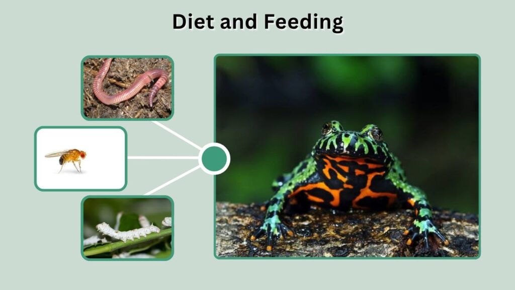 Diet and Feeding
