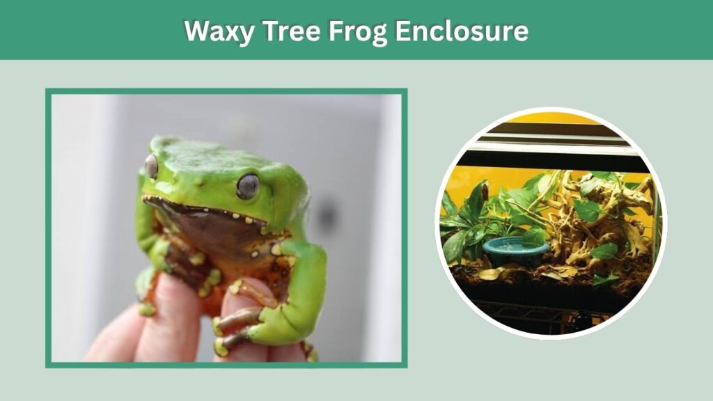 Waxy Tree Frog Enclosure