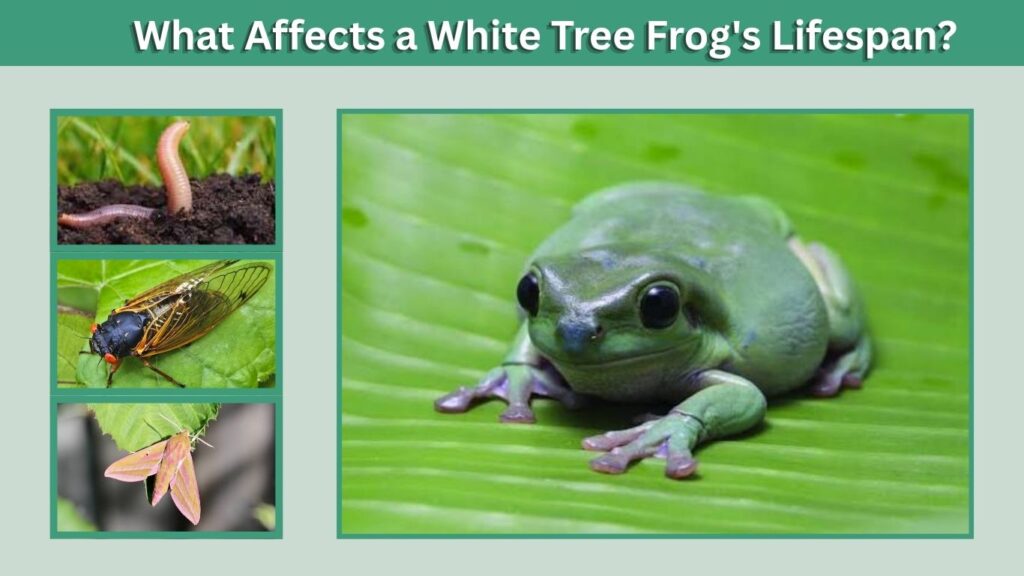 What Affects a White Tree Frog's Lifespan?