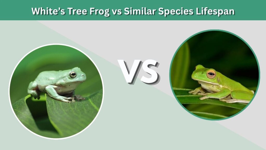 White’s Tree Frog vs Similar Species Lifespan