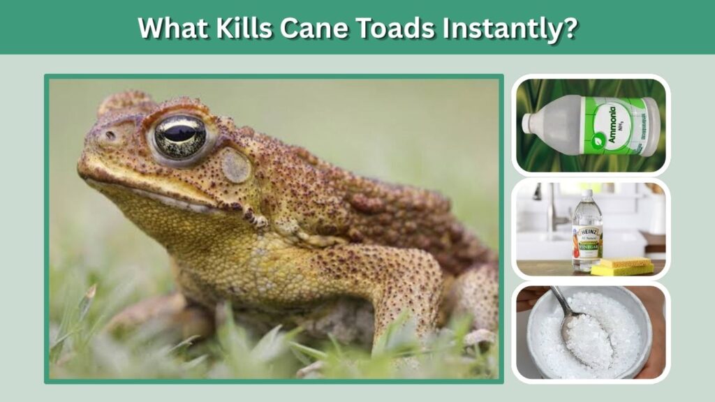 What Kills Cane Toads Instantly?