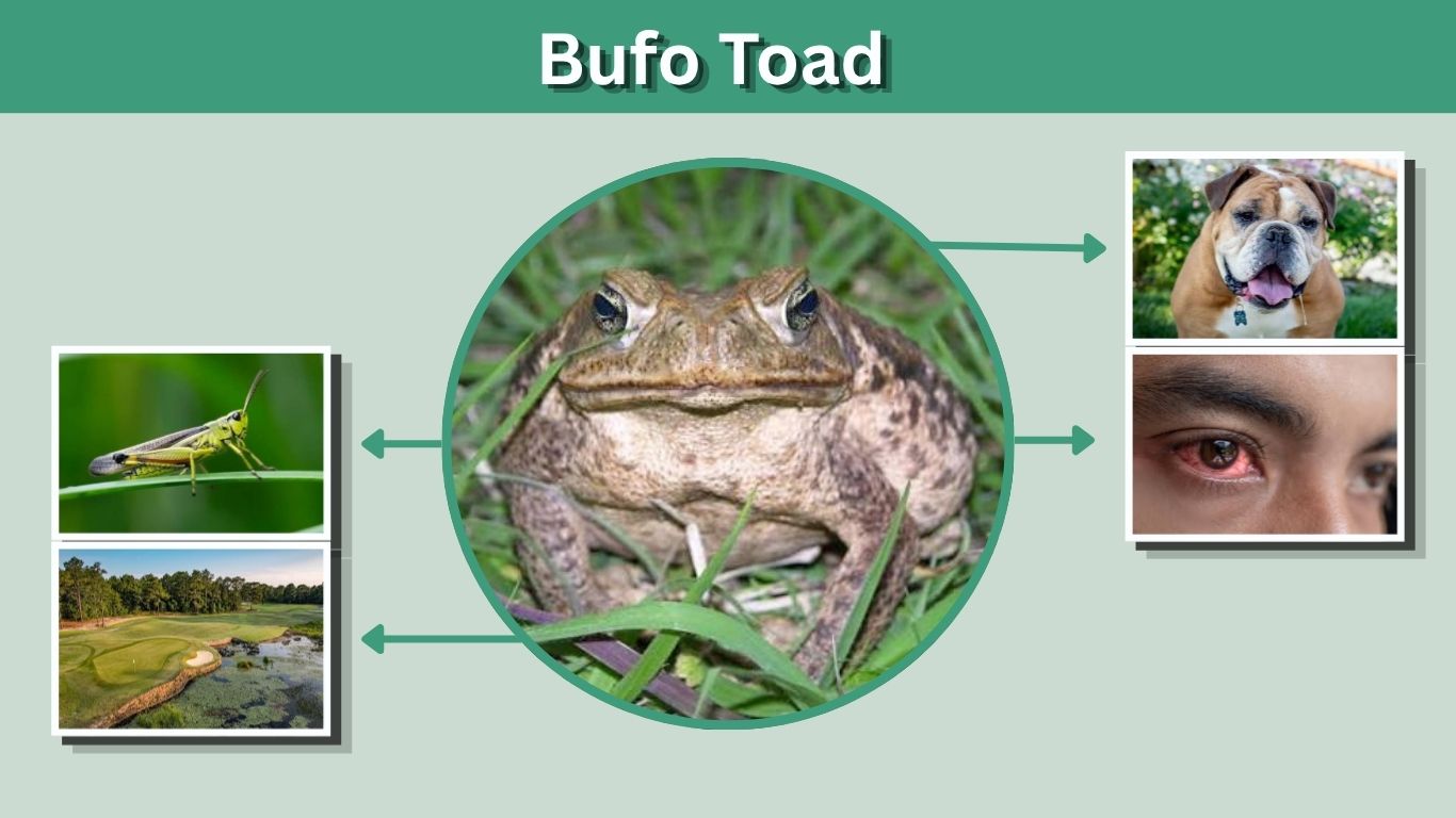 Bufo Toad: Identification, Poison, Florida Range, and Safety