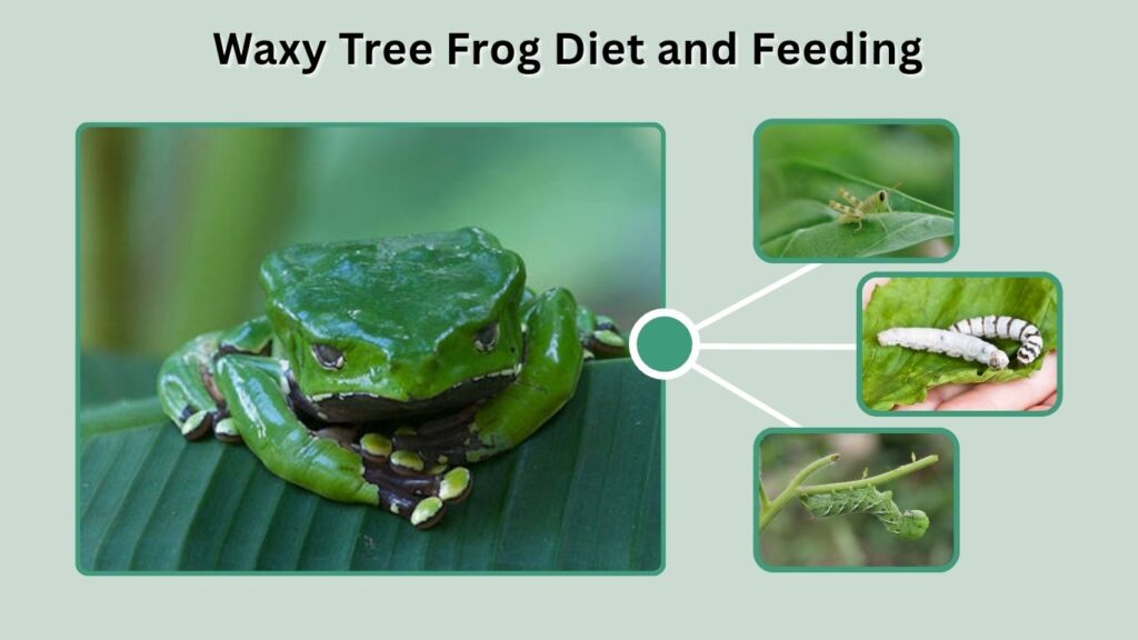 Waxy Tree Frog Diet and Feeding