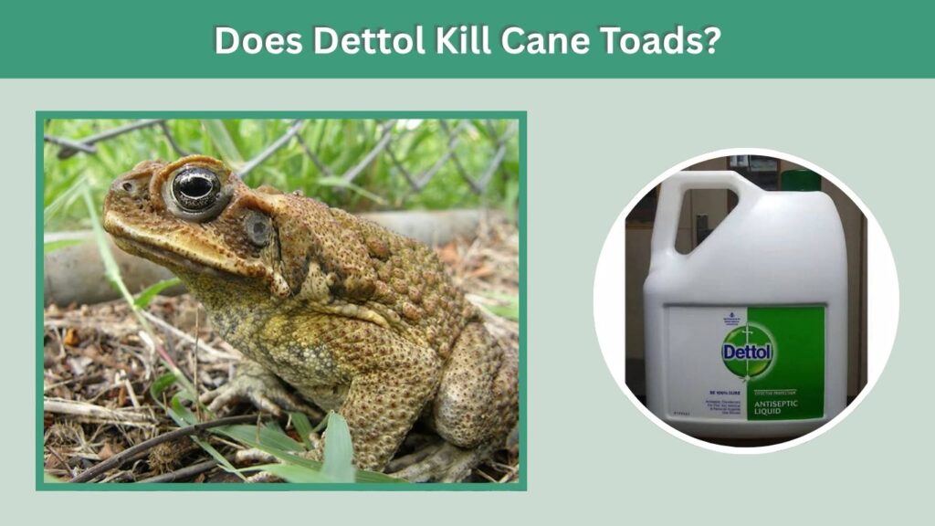 Does Dettol Kill Cane Toads?