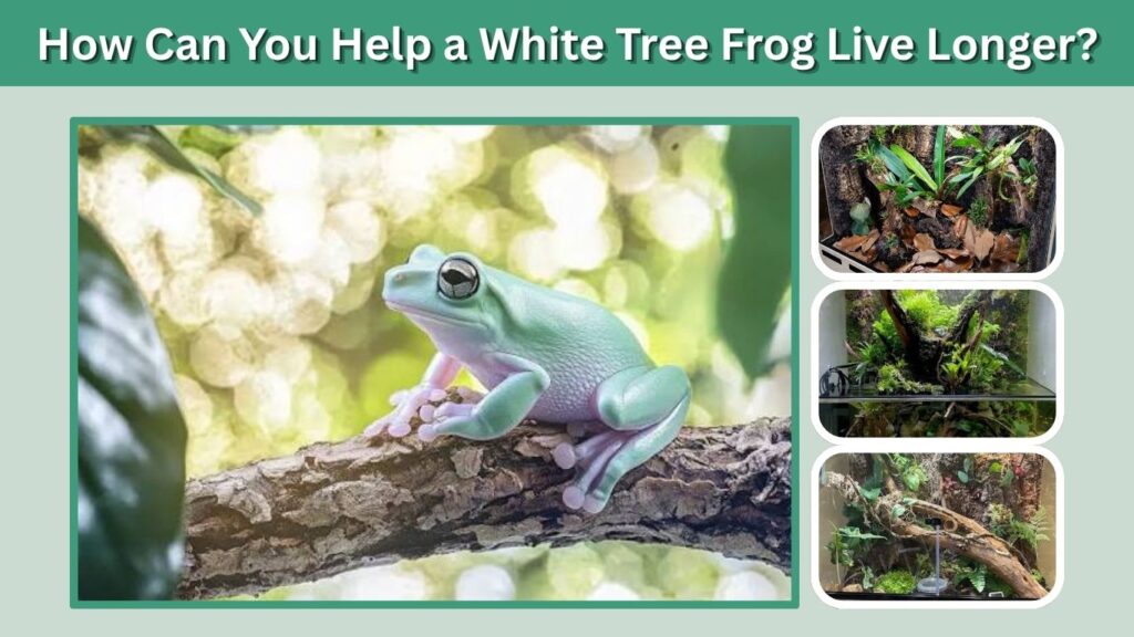 How Can You Help a White Tree Frog Live Longer?