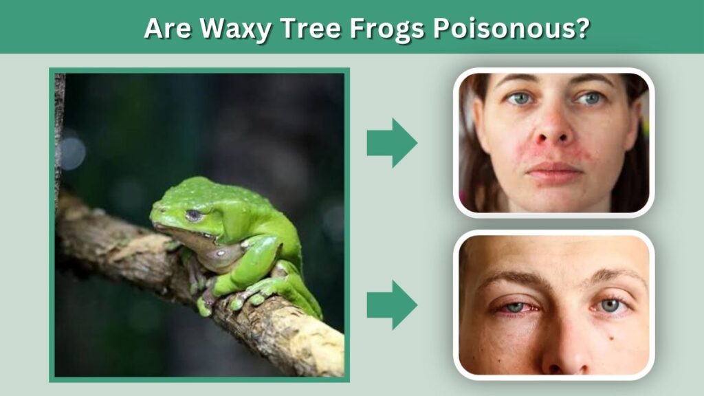 Are Waxy Tree Frogs Poisonous?