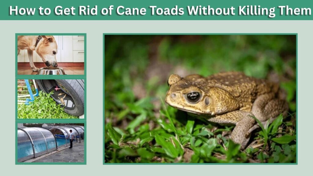 How to Get Rid of Cane Toads Without Killing Them