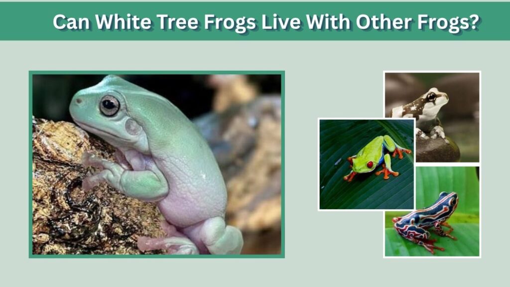 Can White Tree Frogs Live With Other Frogs?