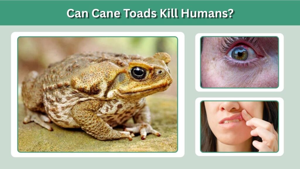Can Cane Toads Kill Humans?