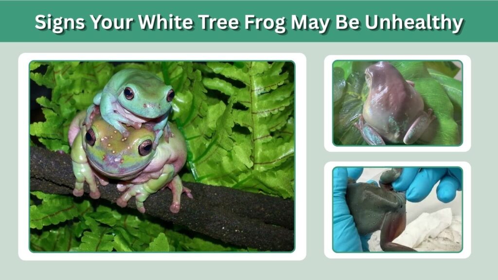 Signs Your White Tree Frog May Be Unhealthy