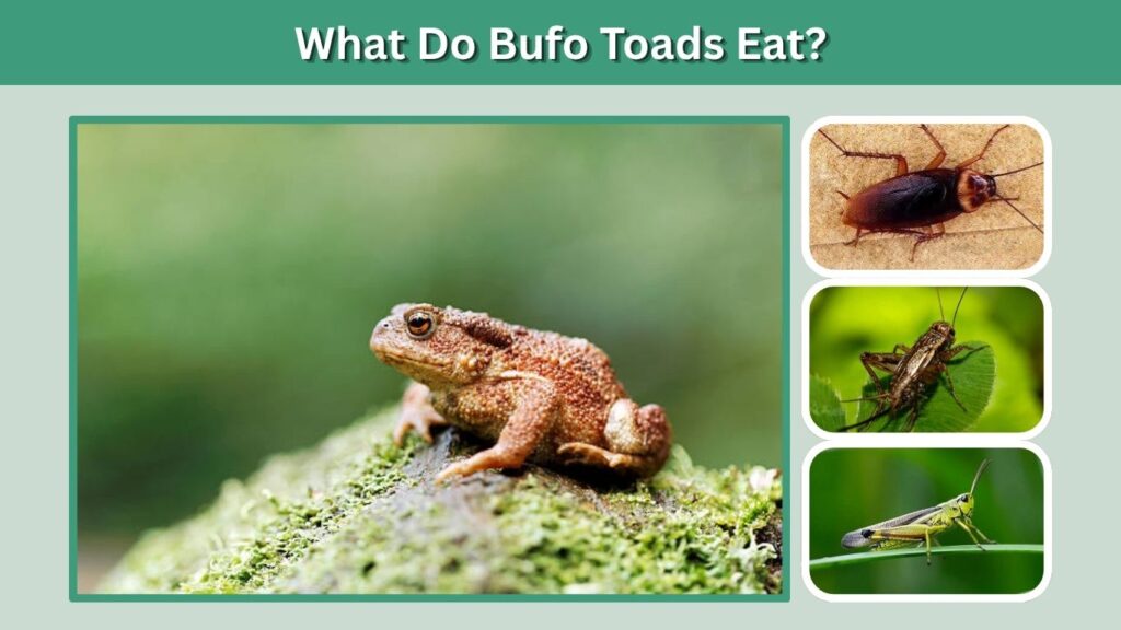 What Do Bufo Toads Eat?