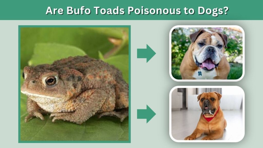 Are Bufo Toads Poisonous to Dogs?