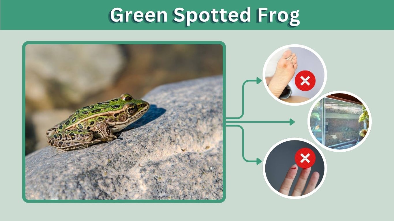Green Spotted Frog: Identification, Colors, and Health Guide