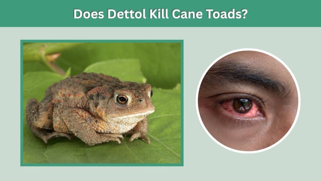 Are Bufo Toads Poisonous to Humans?