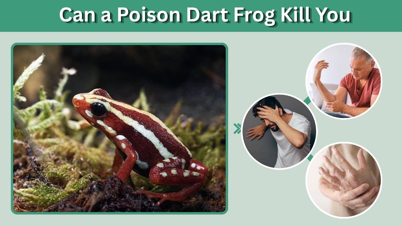 Can a Poison Dart Frog Kill You? Facts & Human Risks