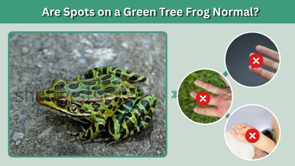 Are Spots on a Green Tree Frog Normal?