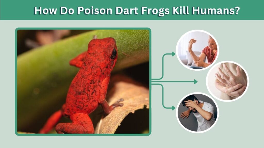 How Do Poison Dart Frogs Kill Humans?