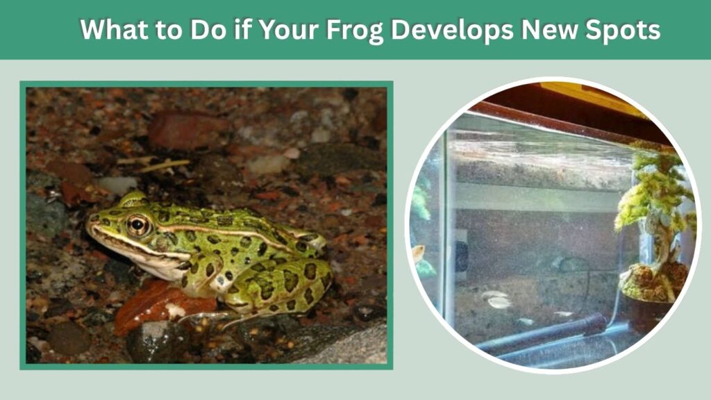 What to Do if Your Frog Develops New Spots