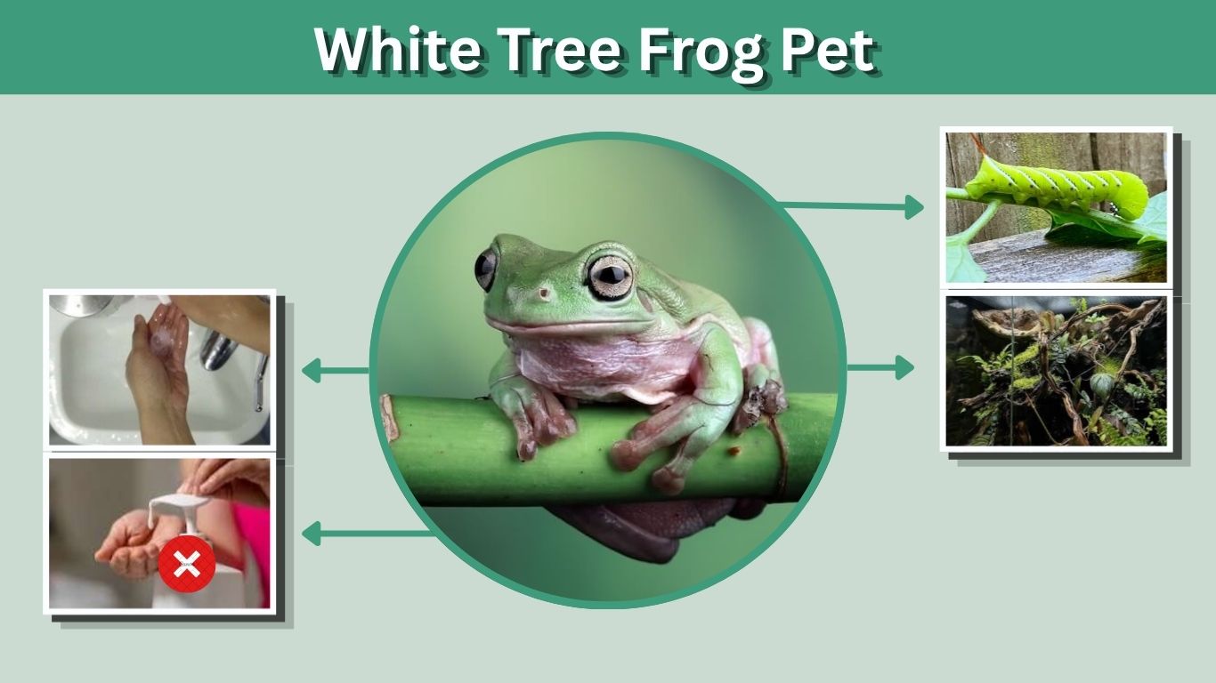 White Tree Frog Pet: Care, Lifespan, Setup & Temperament