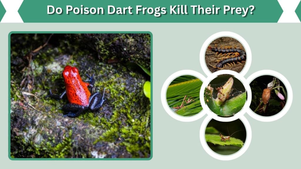Do Poison Dart Frogs Kill Their Prey?