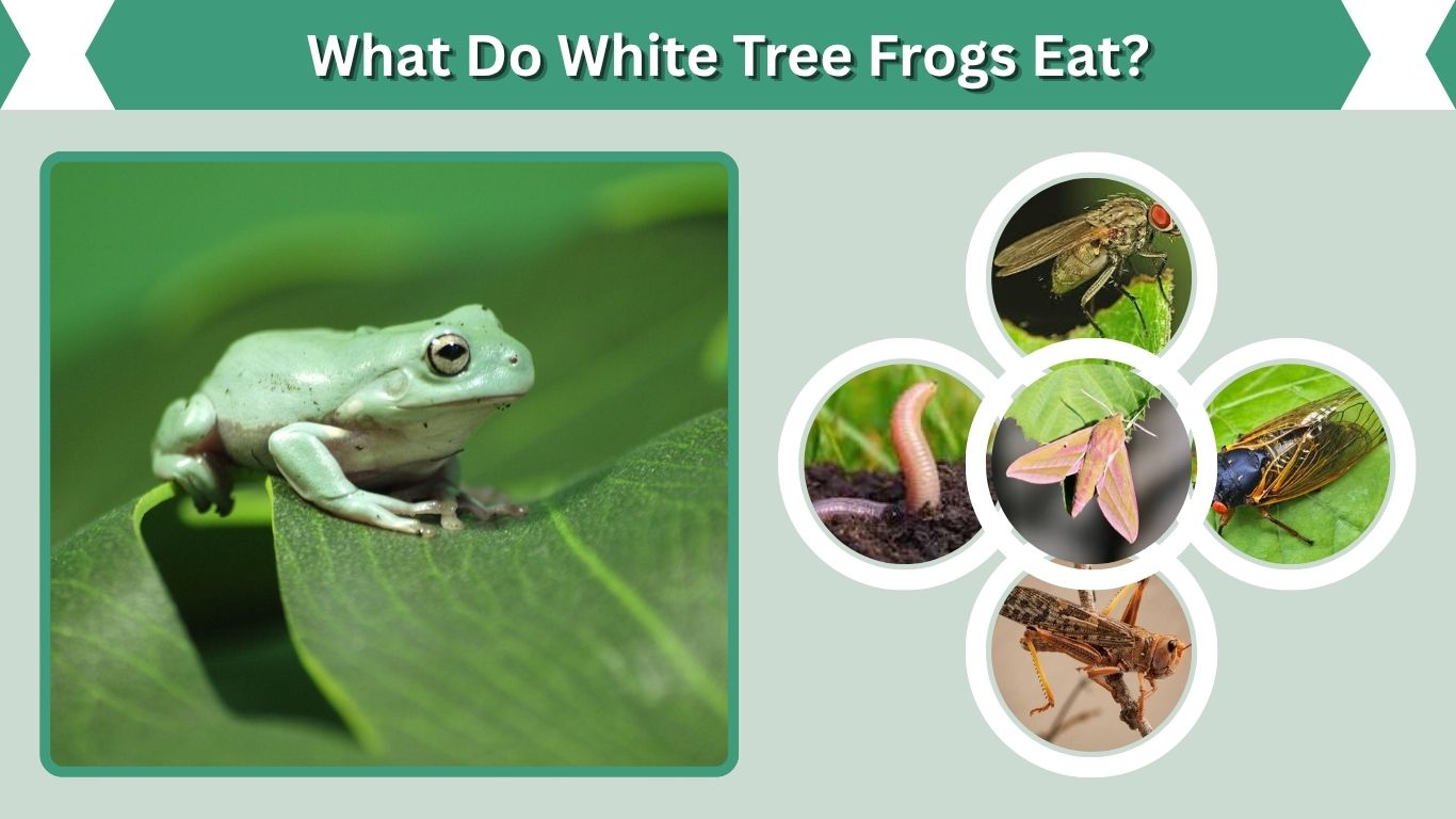 What Do White Tree Frogs Eat? 10 Foods They Love