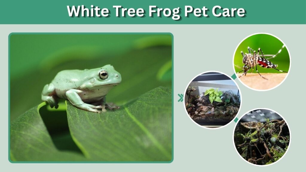 White Tree Frog Pet Care