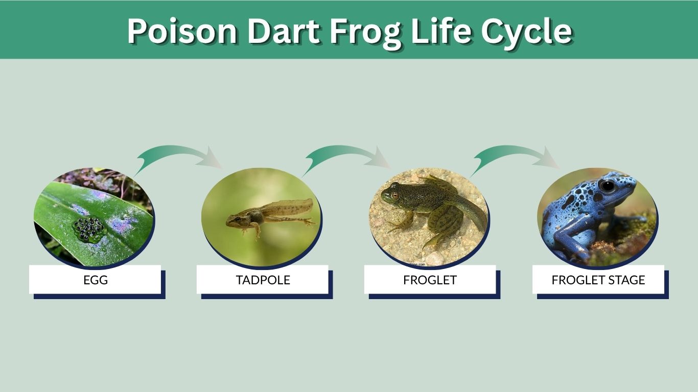 Poison Dart Frog Life Cycle: From Egg to Adult Frog