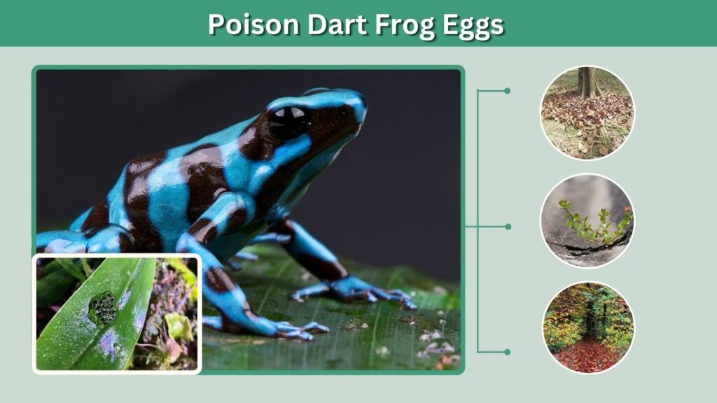 Stage 1: Poison Dart Frog Eggs