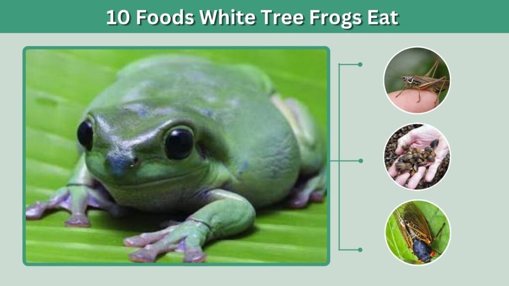 10 Foods White Tree Frogs Eat