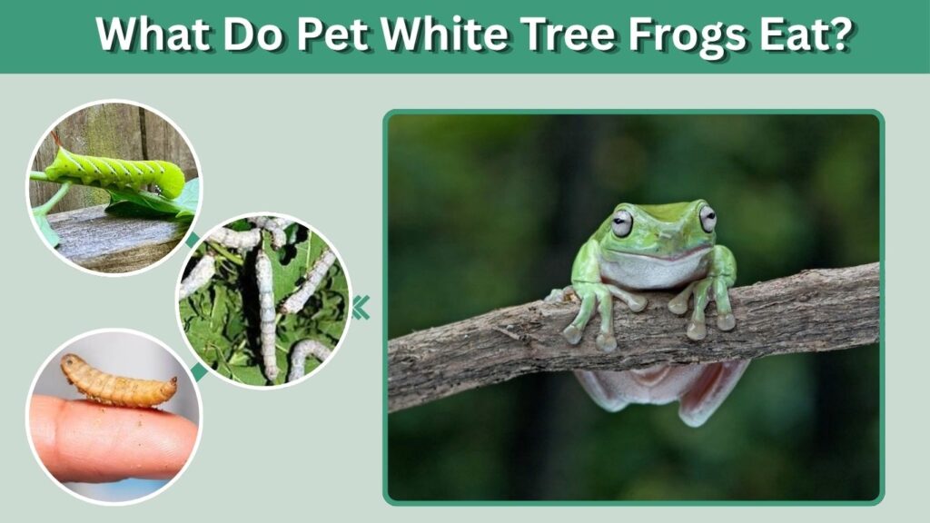 What Do Pet White Tree Frogs Eat?