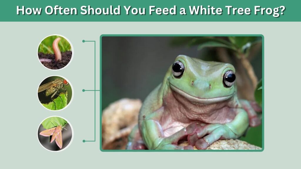 How Often Should You Feed a White Tree Frog?