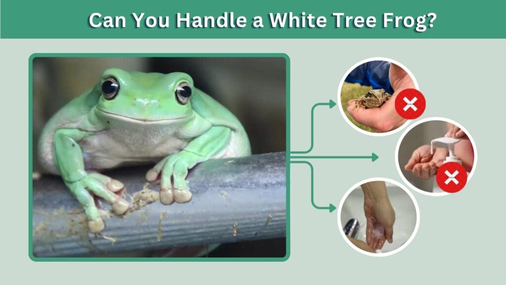 Can You Handle a White Tree Frog?
