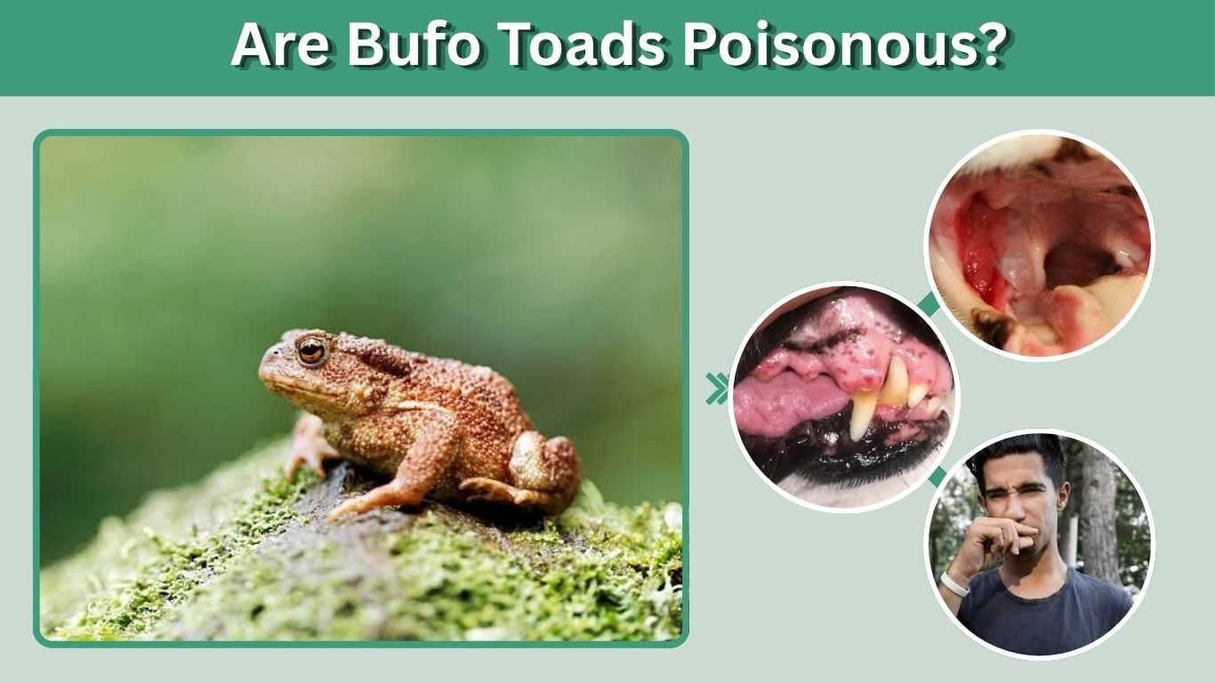 Are Bufo Toads Poisonous?: Symptoms, Risks & Treatment