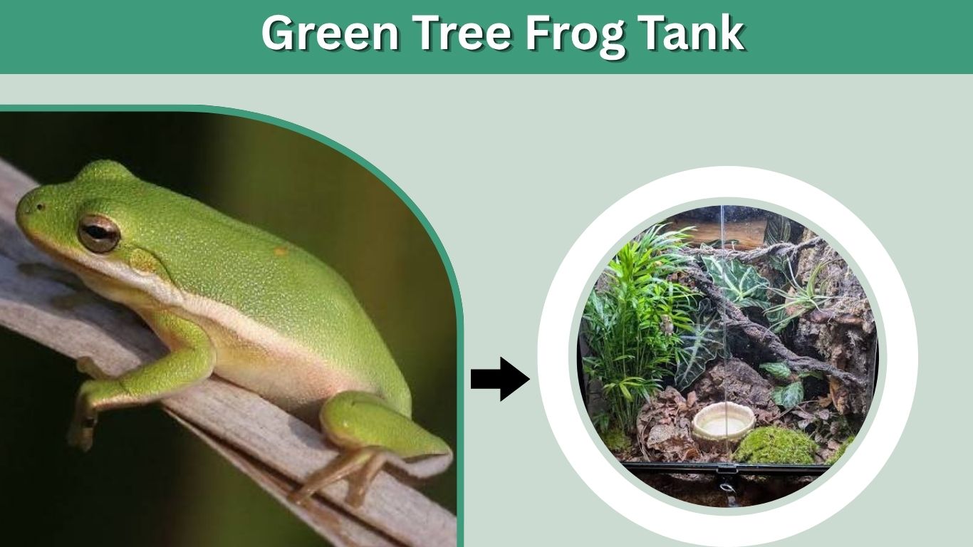 Green Tree Frog Tank: Size, Setup and Care Guide