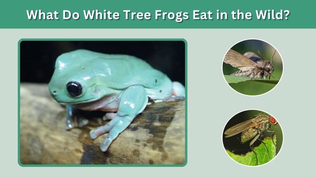 What Do White Tree Frogs Eat in the Wild?