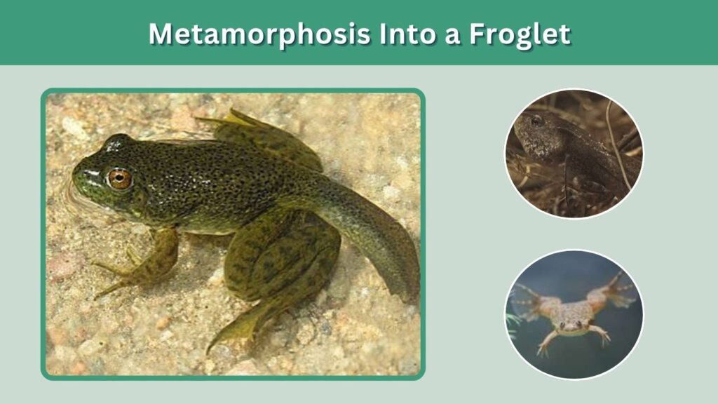 Stage 3: Metamorphosis Into a Froglet