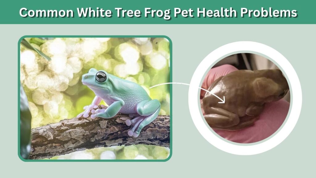 Common White Tree Frog Pet Health Problems