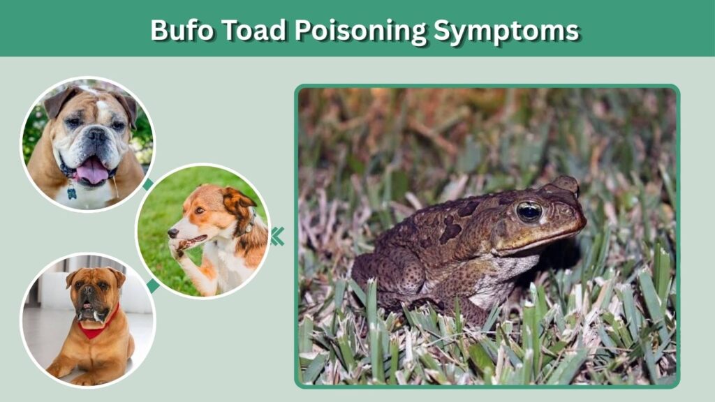 Bufo Toad Poisoning Symptoms