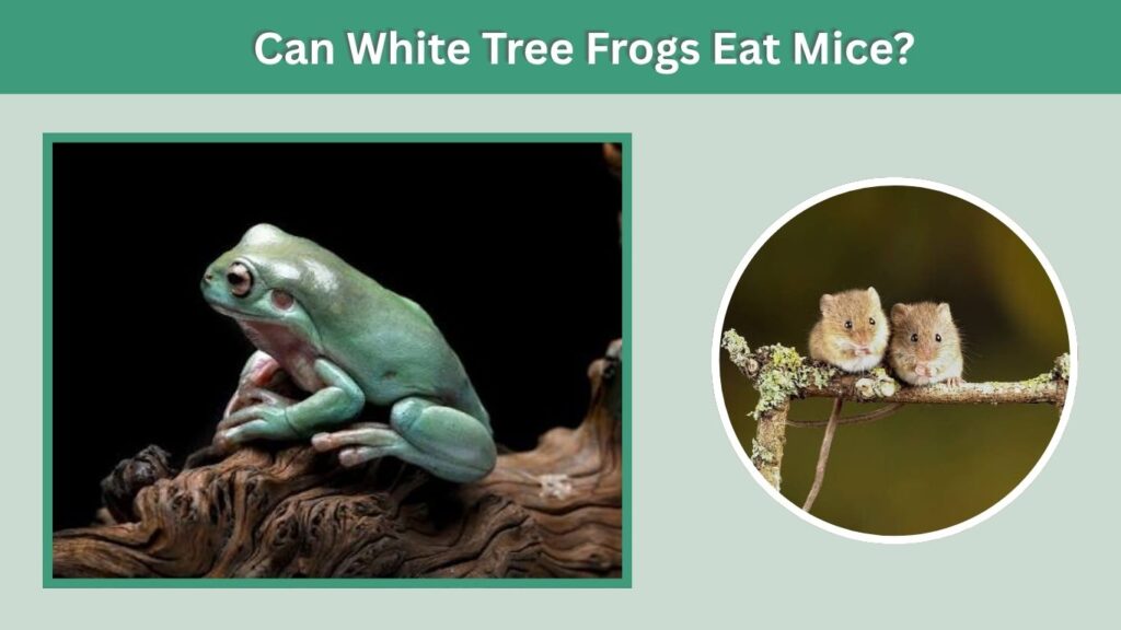 Can White Tree Frogs Eat Mice?