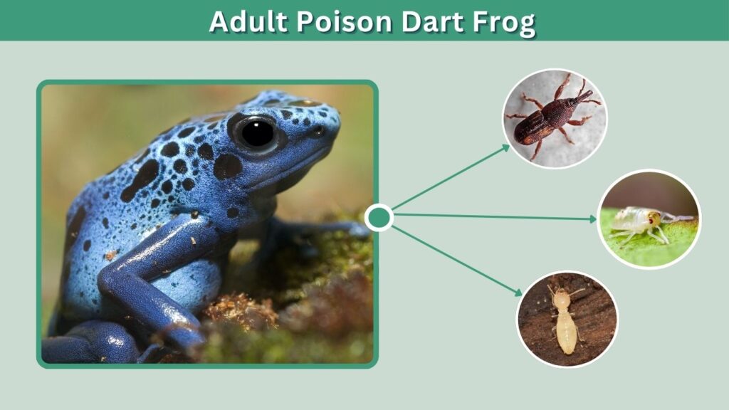 Stage 4: Adult Poison Dart Frog