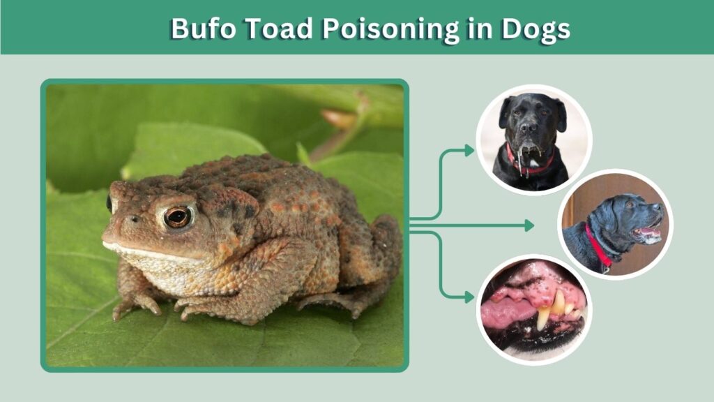 Bufo Toad Poisoning in Dogs