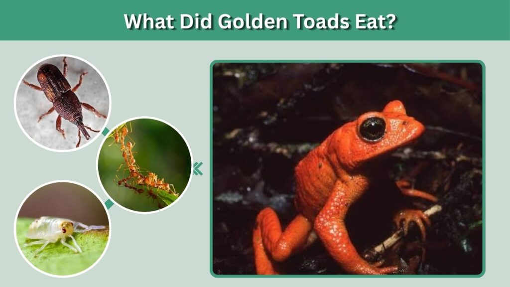 What Did Golden Toads Eat?
