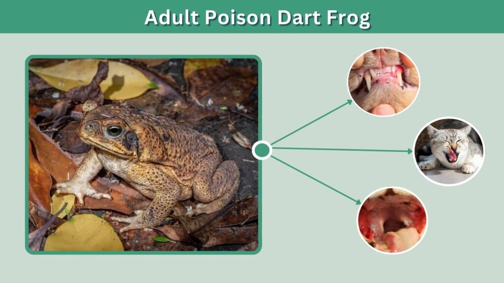 Are Bufo Toads Poisonous to Cats?
