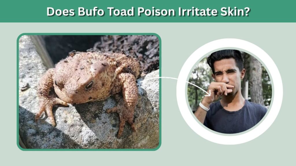 Does Bufo Toad Poison Irritate Skin?
