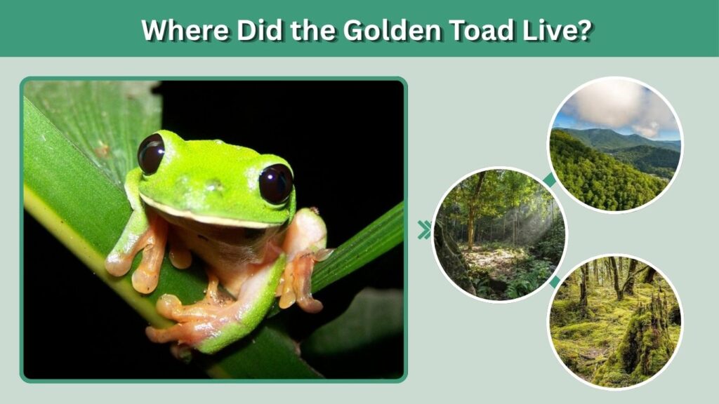 Black-Eyed Tree Frog Habitat and Distribution