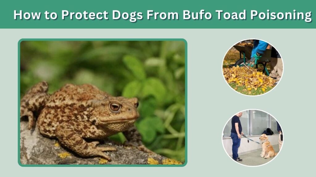 How to Protect Dogs From Bufo Toad Poisoning