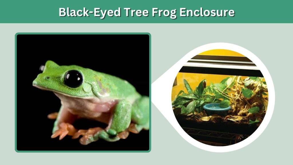 Black-Eyed Tree Frog Enclosure