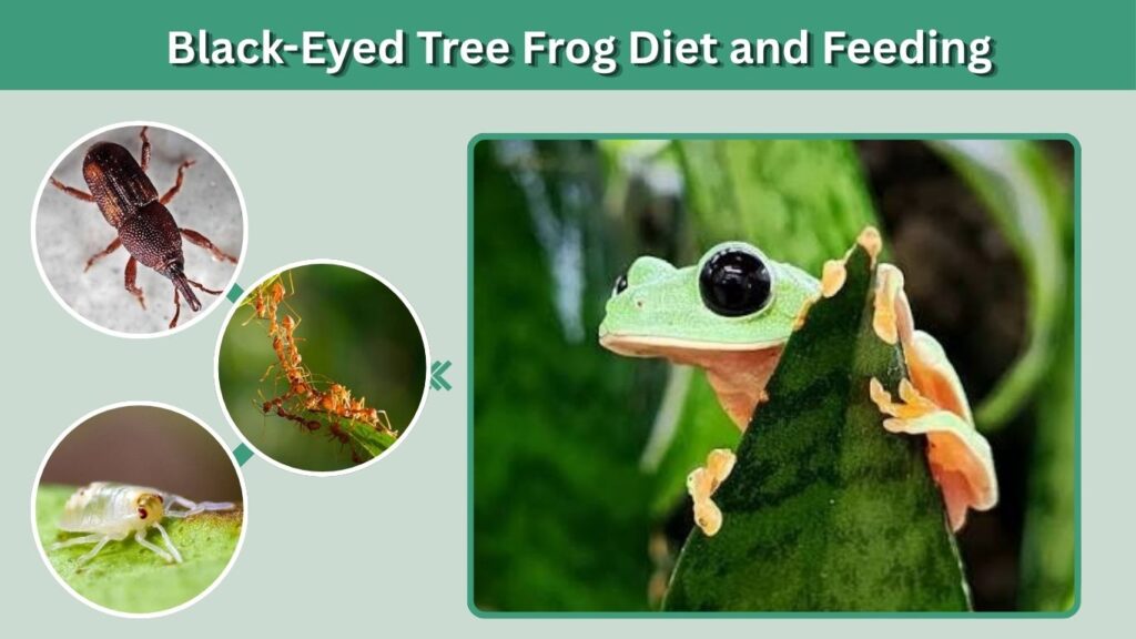 Black-Eyed Tree Frog Diet and Feeding