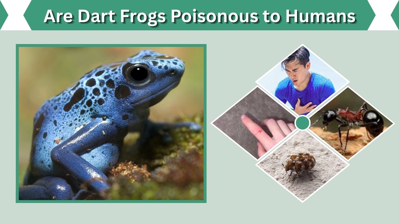 Are Dart Frogs Poisonous to Humans? How Dangerous Are They?