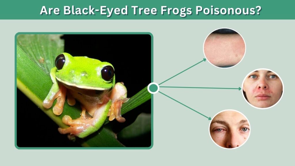 Are Black-Eyed Tree Frogs Poisonous?
